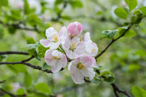 曇りの日に他の枝の背景がぼやけている枝にリンゴの花 選択的な焦点でクローズアップ — ストック写真