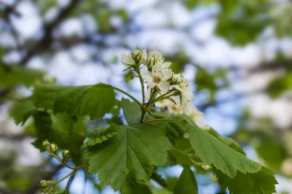 曇った風の強い天候 選択的な焦点でぼやけた背景に点線のサンザシや白のハウツーとして知られている種Crataegus Parttataの開花サンザシの枝 — ストック写真