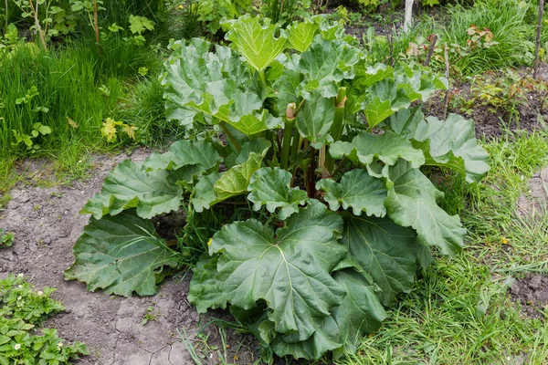 Bush Cultivated Rheum Rhaponticum Also Known Culinary Rhubarb Pie Plant — Stock Photo, Image