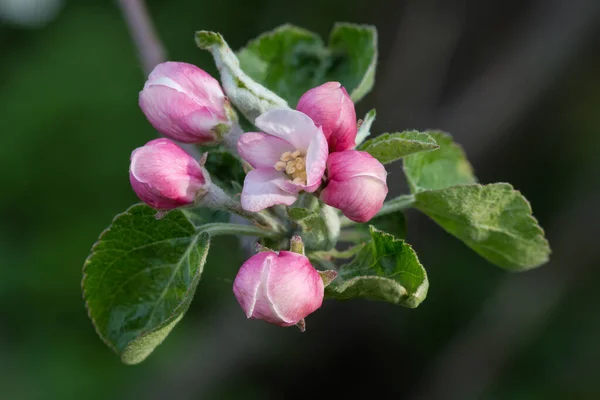 stock image Branch of the apple tree with flowers, flower buds and young leaves at the beginning of blooming on a dark blurred background in overcast weather, close-up 