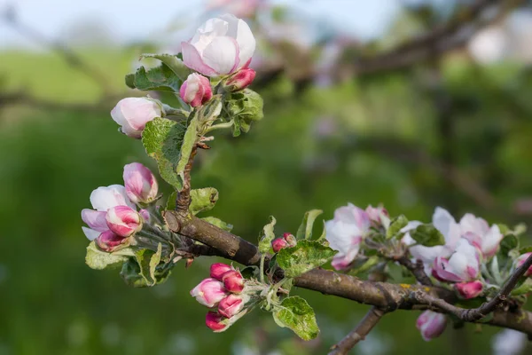 Elma Ağacının Dalında Çiçekler Çiçek Tomurcukları Taze Yapraklar Bulanık Bir — Stok fotoğraf