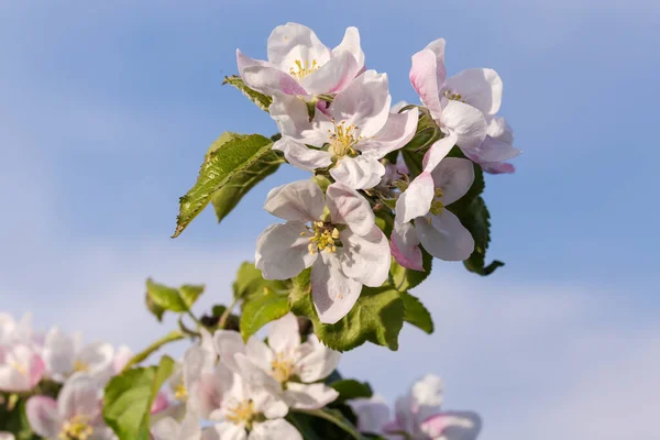 枝条盛开的苹果树 开满了花朵和嫩叶 背景在阳光明媚的天空中 — 图库照片