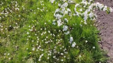 Çiçek açan elma ağaçları çimlere karşı, aşağı bakan hava manzarası