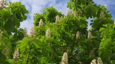 Güneşli havalarda tomurcuklanan at kestanesi.