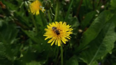 Karahindiba çiçeğinin üzerindeki arı, bulanık bir arka planda.