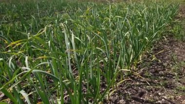 Genç sarımsak bitkileri tarlada yetişiyor.