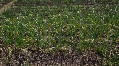 Tarlada yetişen genç sarımsak bitkileri.