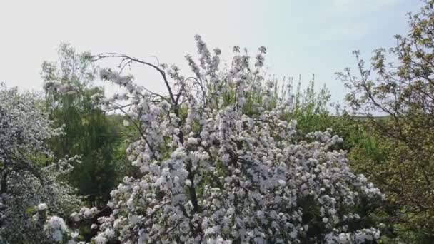 Oude Bloeiende Appelboom Met Bloemen Uitzicht Vanuit Lucht Tijdens Afdaling — Stockvideo
