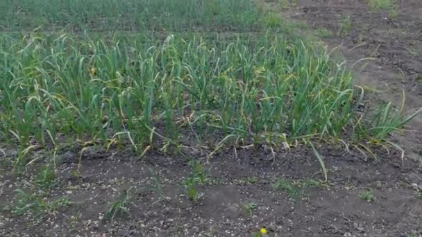Green Plants Young Garlic Growing Field — Stock Video