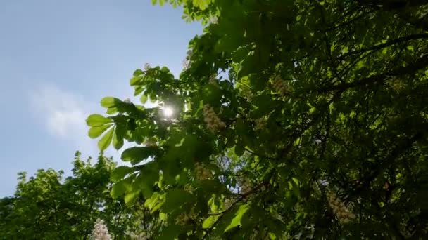 Filialer Blommande Hästkastanj Med Blomställningar Soligt Väder — Stockvideo