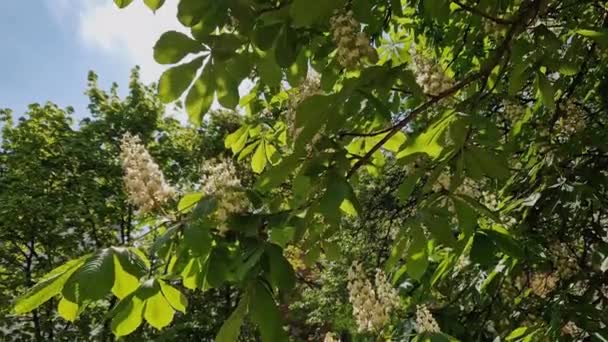 艳阳天开花结果的盛开的马栗子枝条 — 图库视频影像