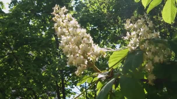晴れた日に枝に馬栗の花序 — ストック動画