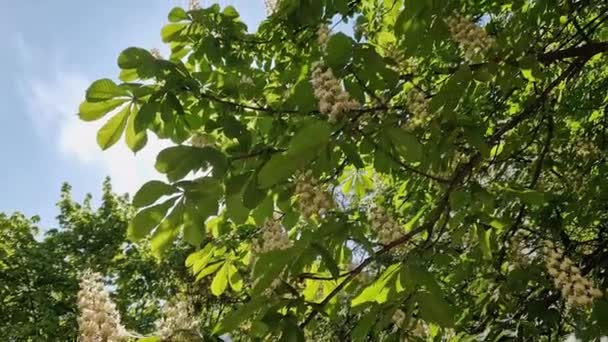 Zweige Blühender Rosskastanien Mit Blütenständen Bei Sonnigem Wetter — Stockvideo