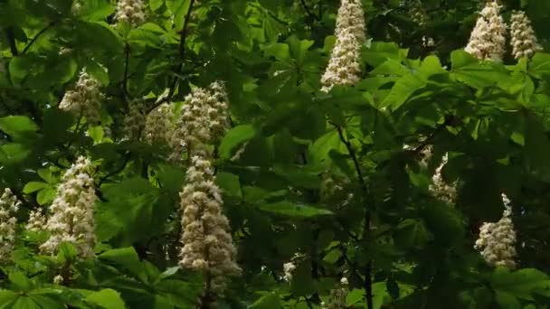 Blühende Rosskastanien Mit Blütenständen Bei Sonnigem Wetter — Stockvideo