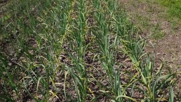 Rows Young Plants Garlic Growing Field — Stock Video