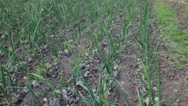 Young Plants Green Onion Growing Field — Stock Video
