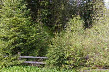 Karpatlar 'da güneşli bir bahar sabahı ön planda köknar ağaçları ve yaşlı çitleri olan dağ ormanı.