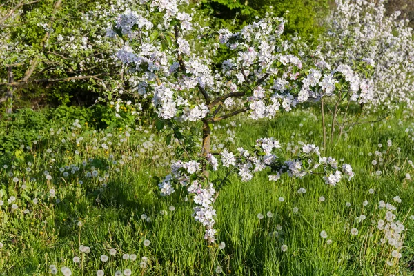 Junger Blühender Apfelbaum Mit Blumen Und Jungen Blättern Auf Dem — Stockfoto
