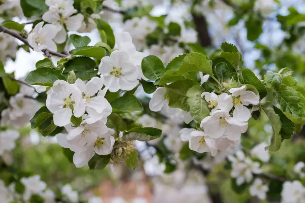 Gałąź Kwitnącej Jabłoni Białymi Kwiatami Młodymi Liśćmi Rozmytym Tle Pochmurną — Zdjęcie stockowe