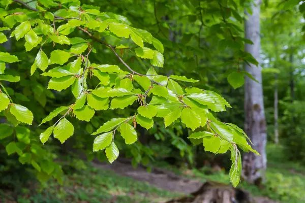Κλάδος Οξιάς Φρέσκα Ανοιξιάτικα Φωτεινά Φύλλα Στο Ορεινό Δάσος Συννεφιασμένο — Φωτογραφία Αρχείου