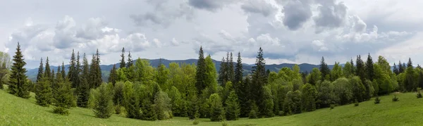 Fir trees and deciduous trees growing on the edge of montane meadow in Carpathians, wide panoramic view against the distant mountain ridge