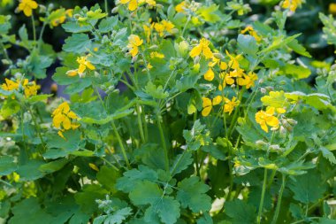 Çiçek açan Chelidonium Majus bitkileri, güneşli bahar günlerinde daha büyük selandin olarak da bilinir.