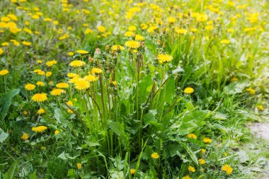 Güneşli bir havada çayırda çiçek açan karahindibaların çalıları.