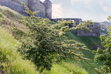 Çiçek açan Hawthorn 'un çalıları, Crataegus ambigua türleri yamaçta yetişiyor güneşli bahar sabahında antik kaleye karşı