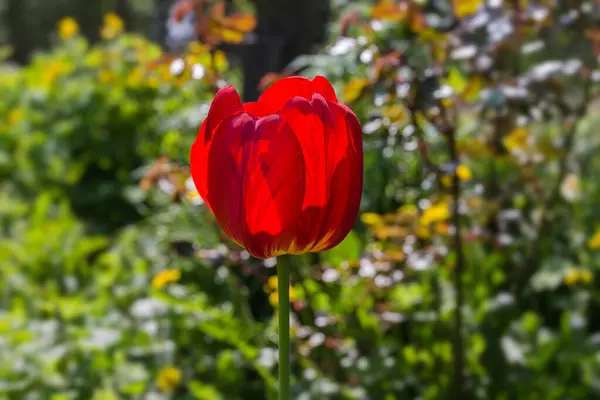 天気の良い日にチューリップの赤い花がバックライトされ 背景がぼやけてクローズアップされます — ストック写真
