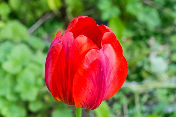 Flor Roja Del Tulipán Tiempo Nublado Primer Plano Sobre Fondo — Foto de Stock