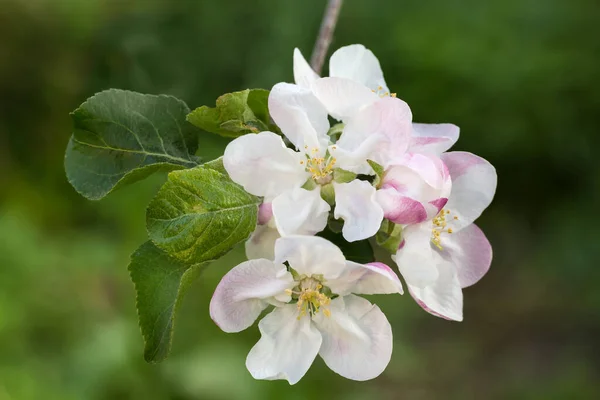 Větev Jabloně Květinami Mladými Listy Tmavém Rozmazaném Pozadí Detailní Záběr — Stock fotografie