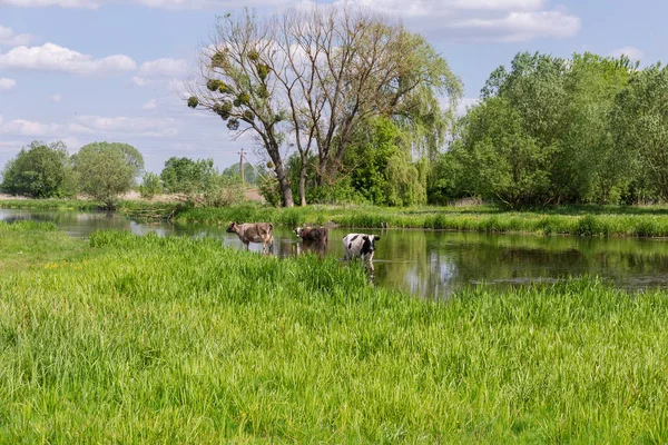 Černobílé Skvrnité Šedé Krávy Stojící Vodě Řece Vedle Pastviny Jaře — Stock fotografie