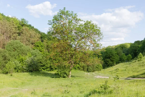 Pojedyncze Stare Drzewo Rosnące Polanie Tle Lasu Zboczach Doliny Niebie — Zdjęcie stockowe
