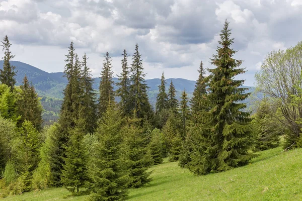 Fir trees on a mountain slope against the distant forested mountain ridge and cloudy sky at springtime in the Carpathian Mountains