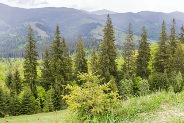 Mała Młoda Jodła Zboczu Góry Wysokich Drzewach Odległym Grzbiecie Górskim — Zdjęcie stockowe