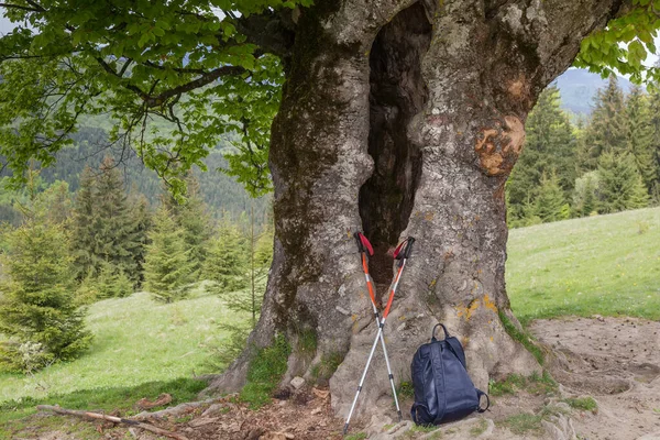 Piccolo Zaino Bastoncini Trekking Accanto Vecchio Faggio Con Cavità Tronco — Foto Stock