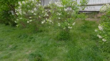 Yan kaldırımdaki bahçe tezgahı ve bulutlu bir günde açan leylak.