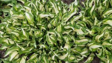 Çeşitli yapraklı ekili hosta çalılıkları, üst görünüm