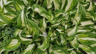 Çeşitli yapraklı ekili hosta çalılıkları, üst görünüm