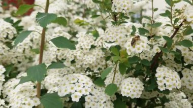 Çiçek açan spiraea çalısının bir parçası. Yakın plan.