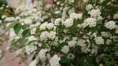 Çiçek açan spiraea çalısının bir parçası. Yakın plan.