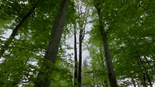Buchenwald Berghang Den Karpaten Frühling — Stockvideo