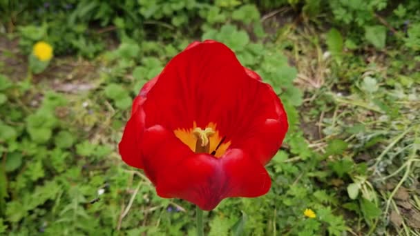 Rote Blume Aus Tulpe Großaufnahme Auf Verschwommenem Hintergrund — Stockvideo