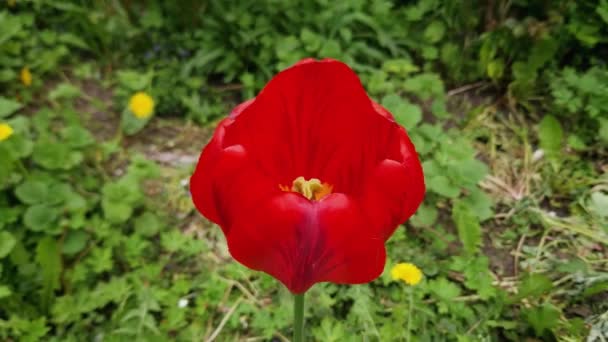 Czerwony Kwiat Tulipan Zbliżenie Rozmytym Tle — Wideo stockowe
