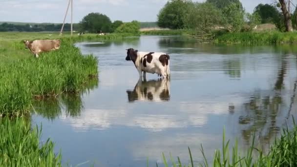 Schwarz Weiße Kuh Steht Fluss Neben Der Weide — Stockvideo