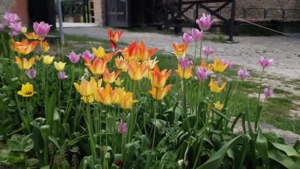 Tulpen Gegen Den Eingang Der Burg Medzhybizh Von Innen Ukraine — Stockvideo