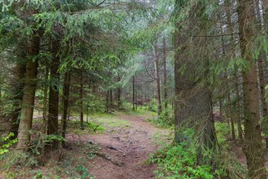 Karpat Dağları 'nda ilkbaharda bir dağ yamacında yaşlı ağaçlarla dolu ormanlar.