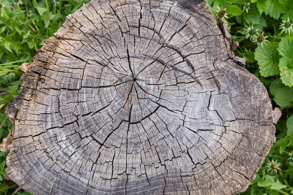 Starý Popraskaný Částečně Shnilý Pařez Opadavého Stromu Mýtině Zarostlé Trávou — Stock fotografie