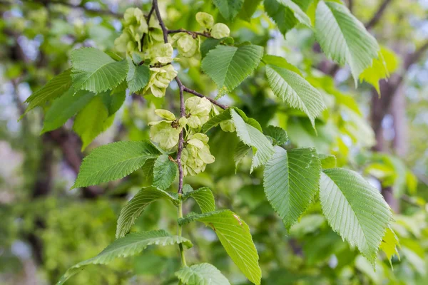 エルム種の枝若い葉と未成熟の種子を持つフィールドエルムとして知られるウルムス マイナー — ストック写真