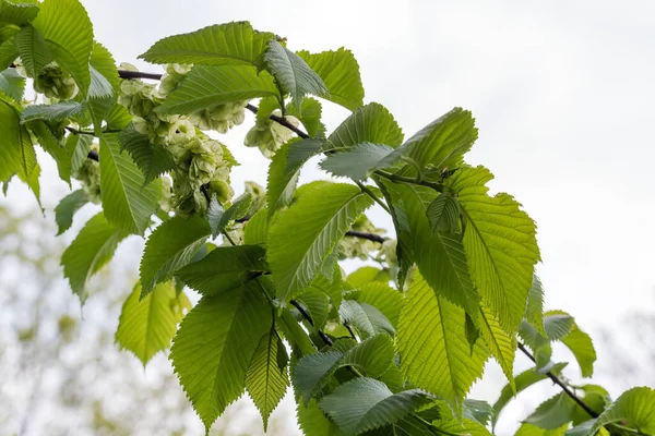 エルム種の枝若い葉と雲の多い空の背景に熟していない種子を持つフィールドエルムとして知られているウルムス マイナー — ストック写真